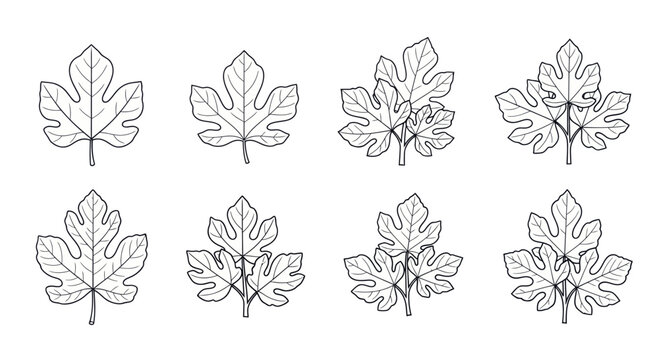 Fig Leaf Vector Set, Hand-Drawn Botanical Illustration, Outline Plant Elements