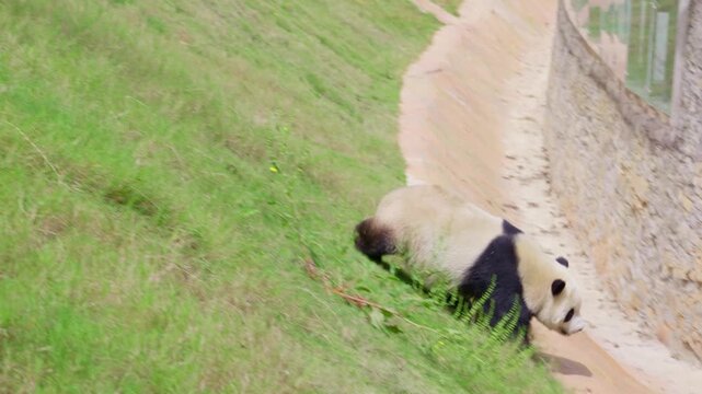 A cute Chinese giant panda rolls around on the grass for exercise.