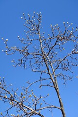 Obraz premium 早春の朝の公園の蕾みを付けたハクモクレンの木と青空