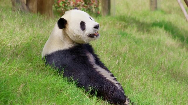 A cute Chinese giant panda sits on the grass enjoying sunbathing.
