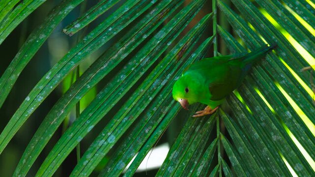 Plain Parakeet (Brotogeris tirica) Close-Up Sitting on a Palm leave and then flying away in Tropical Rainforest