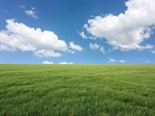 Fototapeta premium Vibrant Sky Over Lush Field