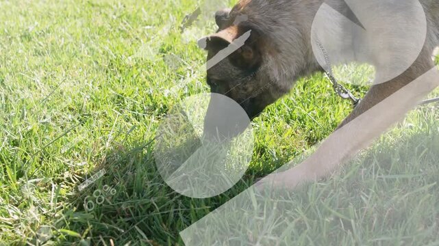 Shepherd-type dog sniffing grass, taut leash held off-frame, overlays mapping scent for training