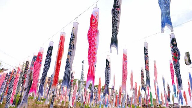 川の上に飾られた無数の鯉のぼりと春の青空（端午の節句）