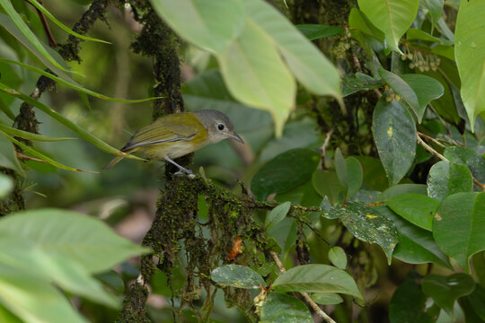 Lesser Greenlet in a tree