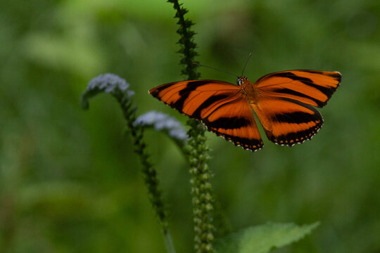 banded Orange butterfly
