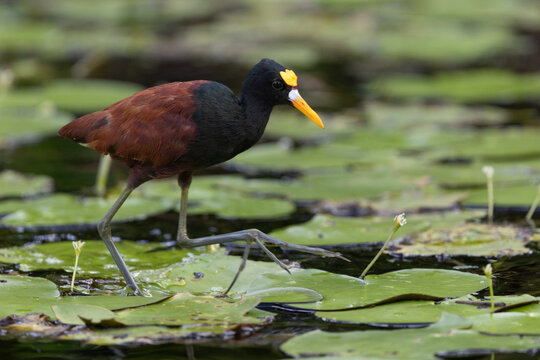 Northern jacana walking on lillypads