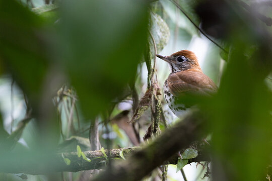 Wood thrush hiding in the bush