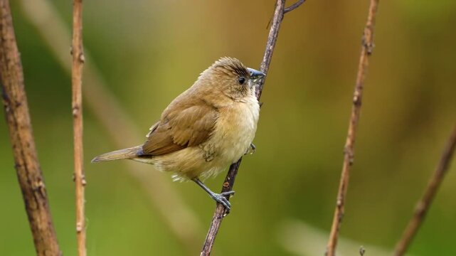 Scaly-breasted Munia Bird Perching on Vertical Twig in Soft Light