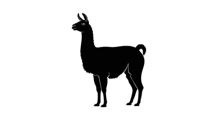 Fototapeta premium Black llama silhouette standing isolated on white background