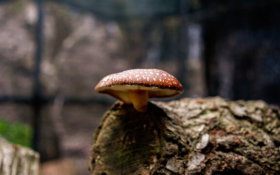 Side Profile of a Mature Shiitake Mushroom on a Wood Log