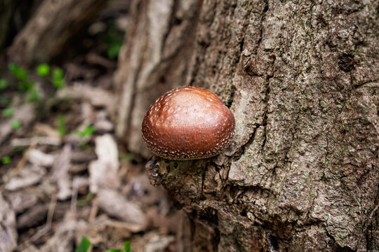 Organic Shiitake Mushroom Sprouting from the Bark of a Tree Log