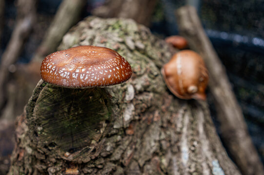 Fresh Shiitake Mushroom Growing on a Natural Log for Cultivation