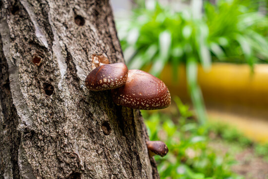 A Pair of Fresh Shiitake Mushrooms Growing Outdoors in a Garden