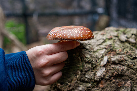 Human Hand Inspecting a Freshly Grown Shiitake Mushroom for Harvest