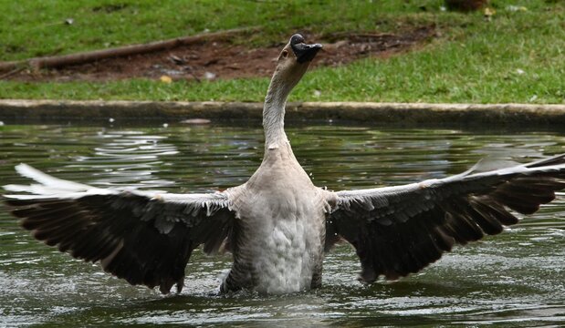 O ganso Reinaldo mostrando sua eleg&acirc;ncia e lindas asas no lago do jardim do Museu da Rep&uacute;blica - Pal&aacute;cio do Catete - RJ