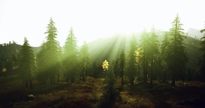 Bright clearing amidst towering pines, Sunny glade surrounded by majestic pine trees, Light spills over grassy slope beside tall pine trees with clearing