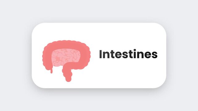 A pink anatomical intestines icon showing the coiled digestive tract representing the gut organ in a medical or biology app badge