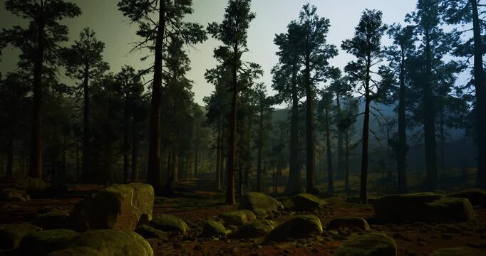 Rocky pine grove with scattered boulders, shadowed pines and textured stone surfaces, cool green palette evokes geology and outdoor education, suitable