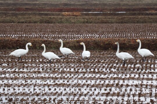 雪解けの田んぼに集まる白鳥の群れ（北海道の自然・渡り鳥）