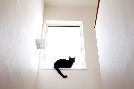 窓辺に座る黒猫と白い空間（ミニマル・ペット・余白あり）