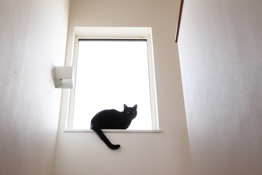 窓辺に座る黒猫と白い空間（ミニマル・ペット・余白あり）