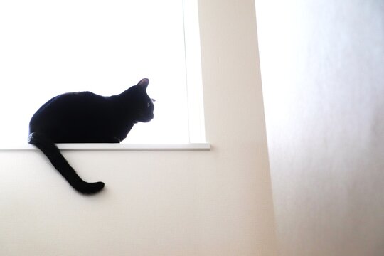 窓辺に座る黒猫と白い空間（ミニマル・ペット・余白あり）