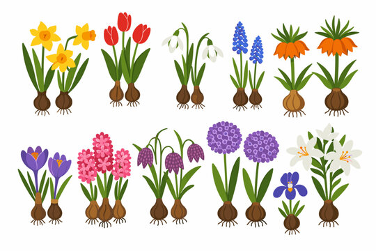 Hand Drawn Vector Set of Spring Bulb Flowers Including Daffodils, Tulips, Snowdrops, Muscari, Crown Imperial, Crocus, Hyacinth, Fritillaria, Allium, Iris, and Lily Isolated on White Background.