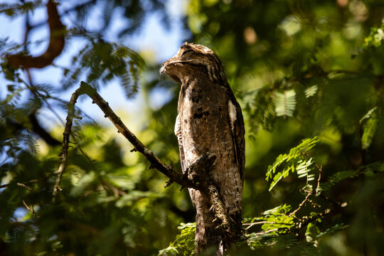 Common potoo bird perfectly camouflaged on tree branch in tropical forest