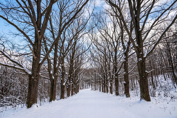 Obraz premium Empty snow covered winter path through an alley of bare trees