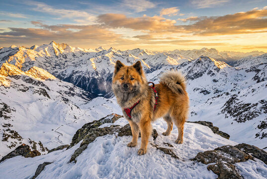 Fluffy eurasier dog wearing a red harness stands on a snow covered mountain peak at golden hour