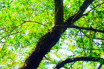 Fototapeta premium protect the earth with lush forests