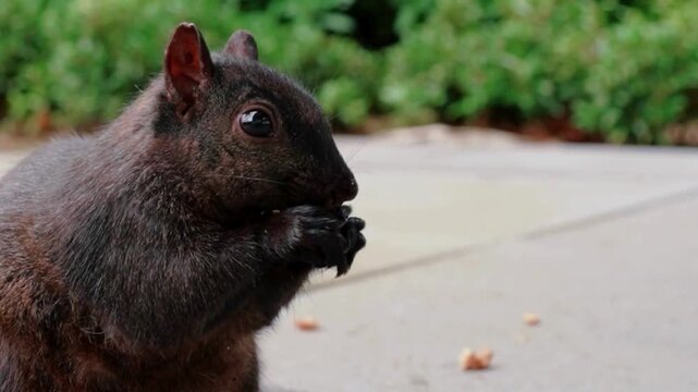 Black Squirrel Eating Crumbs on Path Closeup