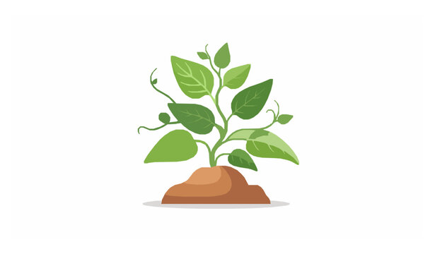 Malabar spinach Basella alba growing plant agriculture vector