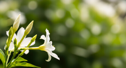 Fototapeta premium Elegant white orchid blooming amidst lush green foliage in natural setting