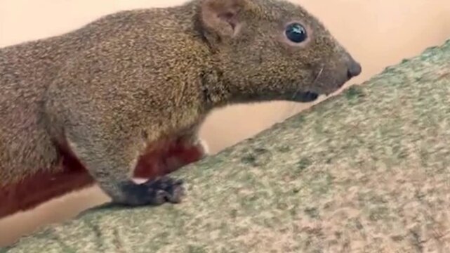 Agouti Rodent on Rock Closeup Profile
