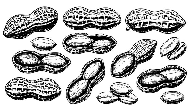 Hand drawn peanut vector retro engraving nut illustration set