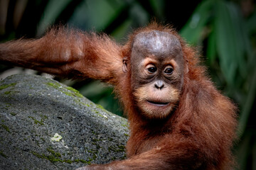 Portrait of the Baby Sumatran Orangutan   © Riadi