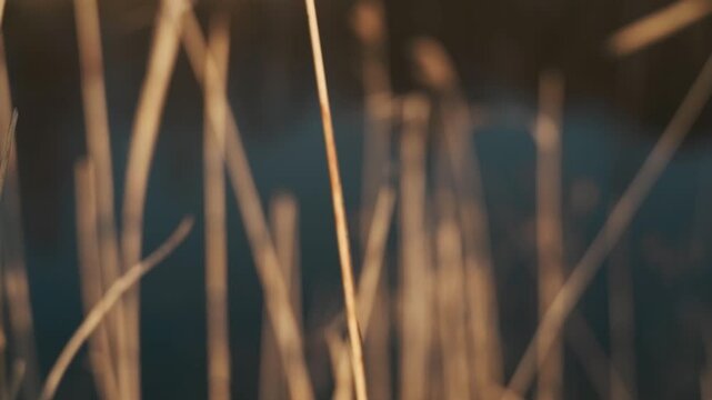 枯草の中の静かな沼