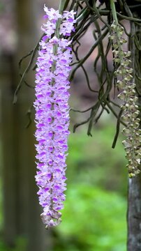 Vertical video of Kapow Phul or Foxtail Orchids with an unbloomed stick of Assam blooming 3