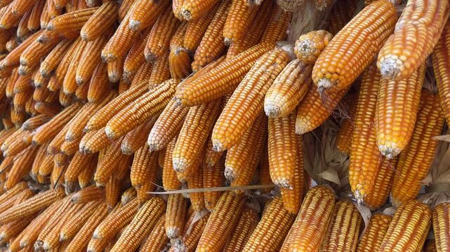 Golden corn cobs hang in rows, dried and ready. Each ear shows ripe kernels and tightly packed. after harvest, peaceful and abundant. Perfect for agriculture, food. close up view.