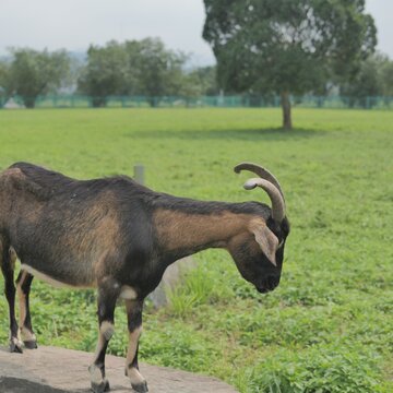 Brown Goat in Grassy Field