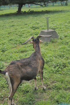 Goat Gazing Across a Meadow