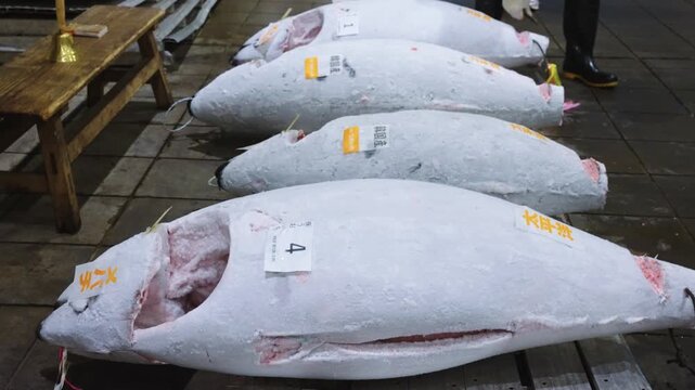 Frozen Tuna Ready for Morning Auction at Fish Market in Japan