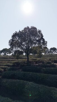 Tea garden and trees in spring