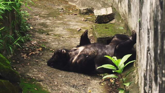 An Asiatic black bear (moon bear) rests on its back in a sanctuary. Features the distinct white crescent chest mark. Ideal for wildlife, zoo, and animal behavior themes
