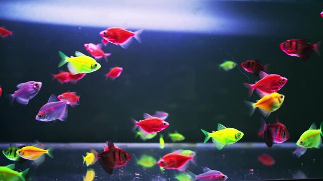 Vibrant fluorescent tetras schooling in a clear freshwater aquarium