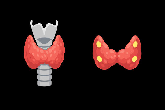 Medical Illustration of Human Thyroid Gland and Trachea on Black Background, Posterior View Showing Four Parathyroid Glands, Anatomical Diagram of Endocrine System and Neck Anatomy for Healthcare