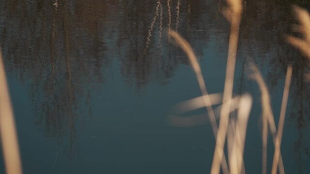 枯草の中の静かな沼