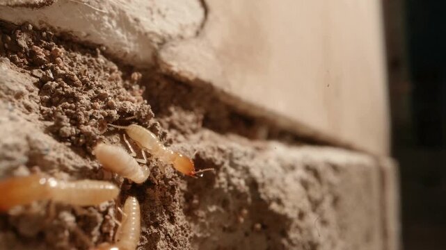 a group of termites poking their heads out of the walls of a colony in the walls of a garage in a home shot on a super macro lens.